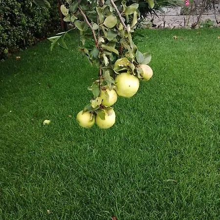 Casas Do Torreao 3 Casas De Local