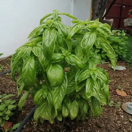 Prázdninový dům Casas Do Torreao 3 Casas De Local