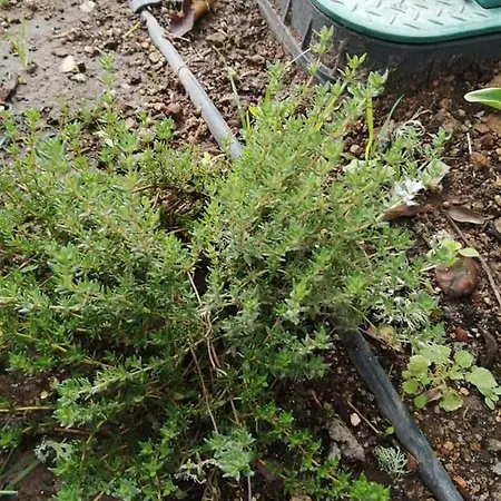 Casas Do Torreao 3 Casas De Local Prázdninový dům *