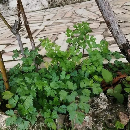 Prázdninový dům Casas Do Torreao 3 Casas De Local *