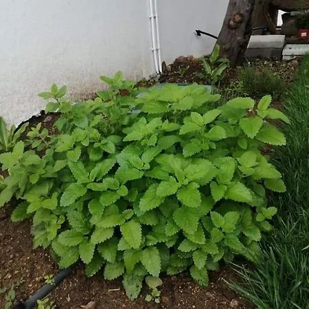 Casas Do Torreão 3 Casas De Local
