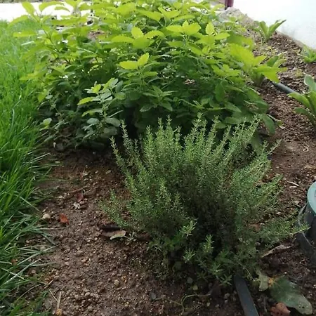 Casas Do Torreao 3 Casas De Local