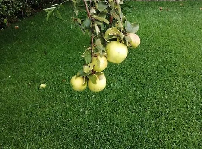 Casas Do Torreao 3 Casas De Local