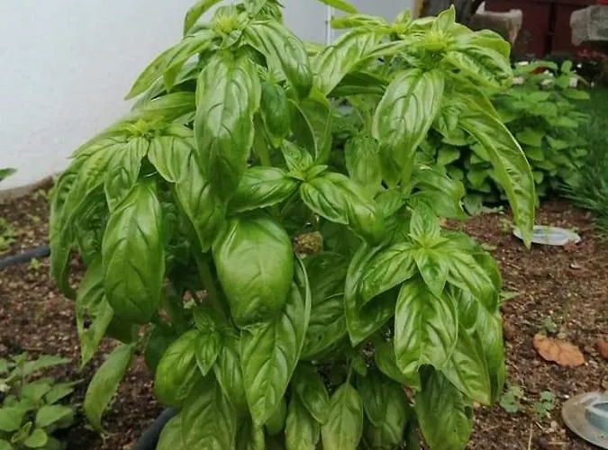 בית נופש Casas Do Torreao 3 Casas De Local