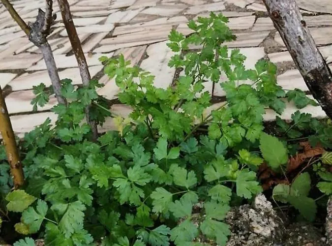 בית נופש Casas Do Torreao 3 Casas De Local *