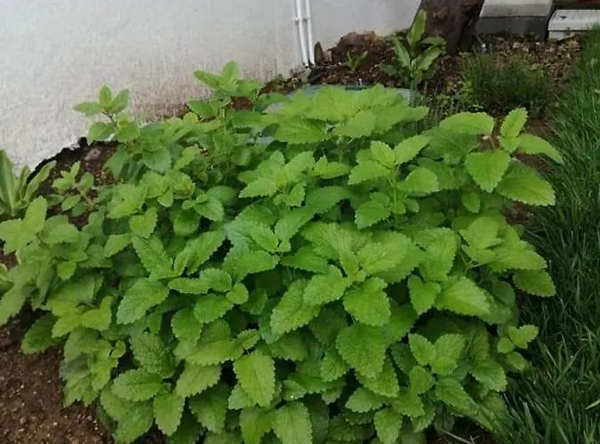 Casas Do Torreao 3 Casas De Local