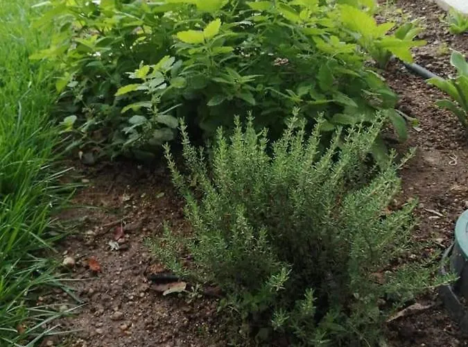 Casas Do Torreao 3 Casas De Local